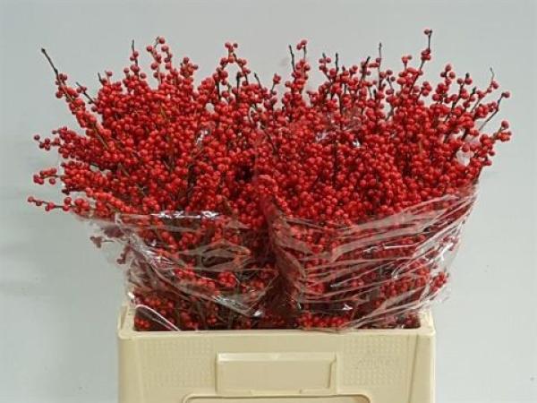 Vollsortiment - Ilex, 50 cm
